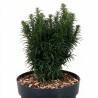 If commun Wilco Green - Taxus baccata Wilco Green 20/30cm Pot 2,5L