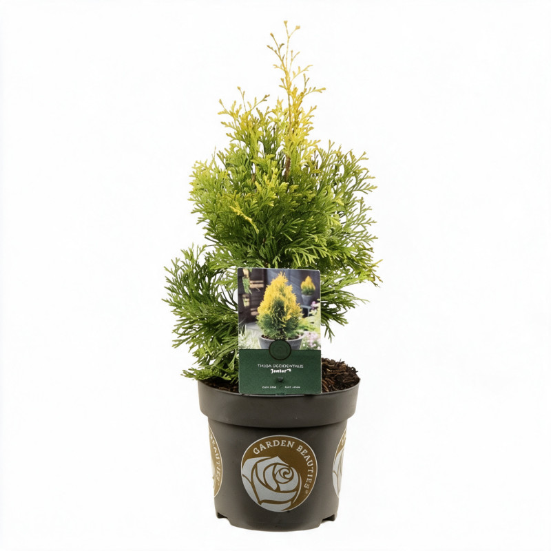 Thuya occidental Jantar - Thuja occidentalis Jantar 30/40cm Pot 2,5L