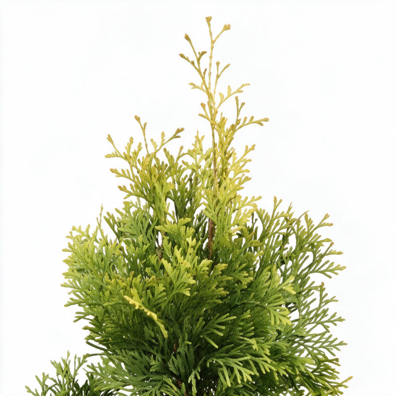 Thuya occidental Jantar - Thuja occidentalis Jantar 30/40cm Pot 2,5L