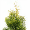 Thuya occidental Jantar - Thuja occidentalis Jantar 30/40cm Pot 2,5L