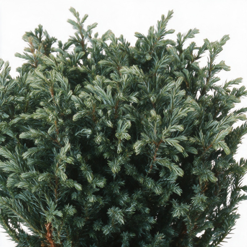 Faux-cyprès de Sawara Blue Moon - Chamaecyparis pisifera Blue Moon 20/30cm Pot 2,5L