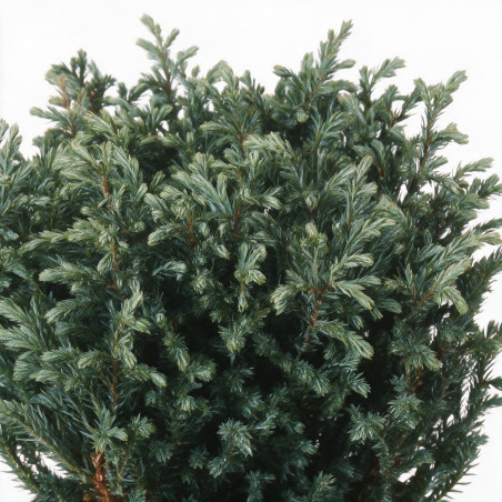Faux-cyprès de Sawara Blue Moon - Chamaecyparis pisifera Blue Moon 20/30cm Pot 2,5L