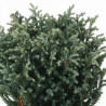 Faux-cyprès de Sawara Blue Moon - Chamaecyparis pisifera Blue Moon 20/30cm Pot 2,5L