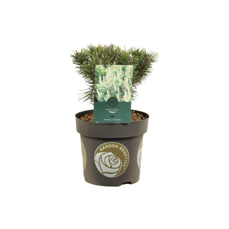 Pin mugo Mops - Pinus mugo Mops 15/25cm Pot 2,5L