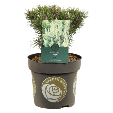 Pin mugo Mops - Pinus mugo Mops 15/25cm Pot 2,5L