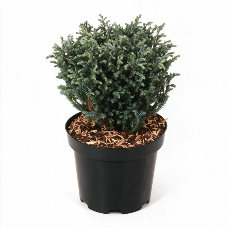 Pin mugo Mops - Pinus mugo Mops 15/25cm Pot 2,5L