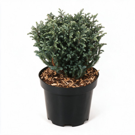 Pin mugo Mops - Pinus mugo Mops 15/25cm Pot 2,5L