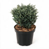 Pin mugo Mops - Pinus mugo Mops 15/25cm Pot 2,5L