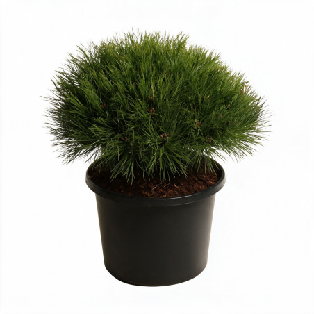Pin noir Marie Bregeon - Pinus nigra Marie Bregeon 35/40cm Pot 12L