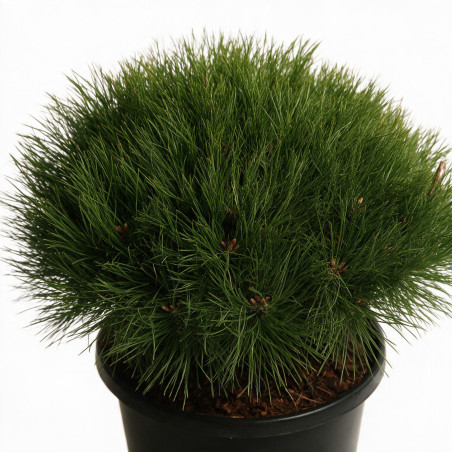 Pin noir Marie Bregeon - Pinus nigra Marie Bregeon 35/40cm Pot 12L