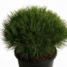 Pin noir Marie Bregeon - Pinus nigra Marie Bregeon 35/40cm Pot 12L