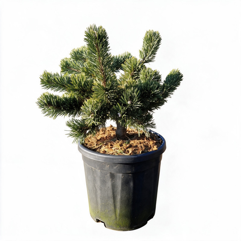 Pin mugo Jakobsen - Pinus mugo Jakobsen 30/35cm Pot 11L