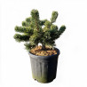 Pin mugo Jakobsen - Pinus mugo Jakobsen 30/35cm Pot 11L