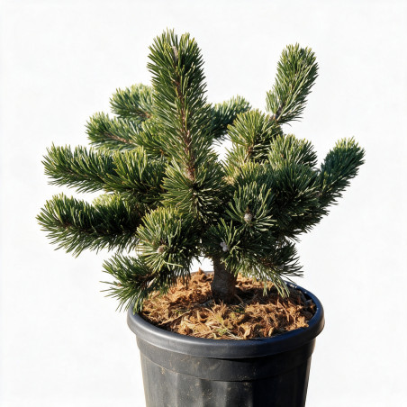 Pin mugo Jakobsen - Pinus mugo Jakobsen 30/35cm Pot 11L
