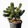 Pin mugo Jakobsen - Pinus mugo Jakobsen 30/35cm Pot 11L