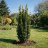 If commun Fastigiata David - Taxus baccata Fastigiata David 60/70cm Pot 11L