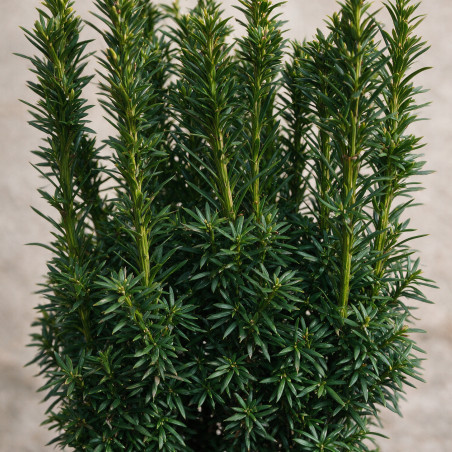 If commun Fastigiata David - Taxus baccata Fastigiata David 60/70cm Pot 11L