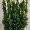 If commun Fastigiata David - Taxus baccata Fastigiata David 60/70cm Pot 11L