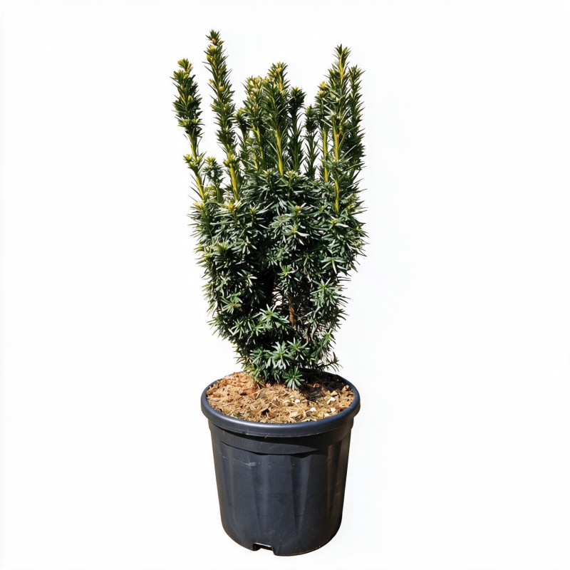 If commun Fastigiata David - Taxus baccata Fastigiata David 60/70cm Pot 11L