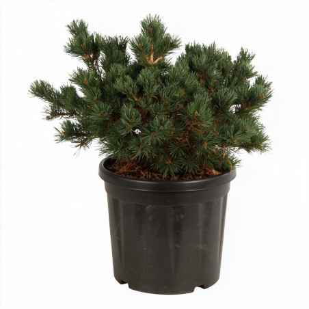 Pin Linda - Pinus parviflora Linda 35/40cm Pot 11L