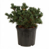 Pin Linda - Pinus parviflora Linda 35/40cm Pot 11L