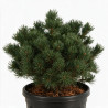 Pin Linda - Pinus parviflora Linda 35/40cm Pot 11L