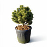 Pin mugo Sherwood Compact - Pinus mugo Sherwood Compact 30/40cm Pot 11L
