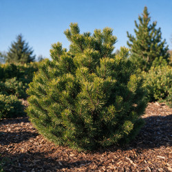 Pin mugo Sherwood Compact - Pinus mugo Sherwood Compact 30/40cm Pot 11L