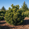 Pin mugo Sherwood Compact - Pinus mugo Sherwood Compact 30/40cm Pot 11L