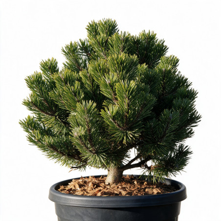 Pin mugo Sherwood Compact - Pinus mugo Sherwood Compact 30/40cm Pot 11L