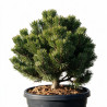Pin mugo Sherwood Compact - Pinus mugo Sherwood Compact 30/40cm Pot 11L