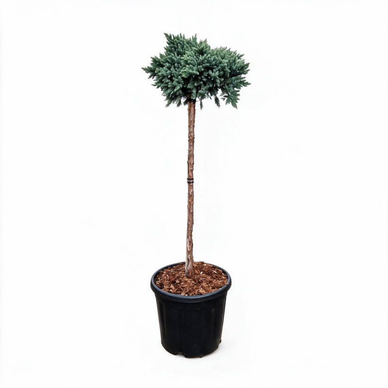 Genévrier écailleux Blue Star - Juniperus squamata Blue Star Hauteur de tige 60cm Pot 11L