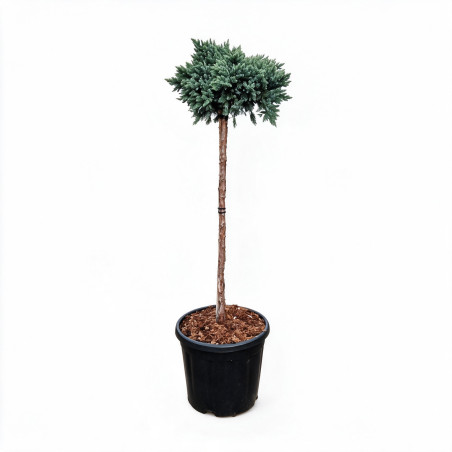 Genévrier écailleux Blue Star - Juniperus squamata Blue Star Hauteur de tige 60cm Pot 11L