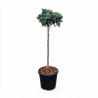 Genévrier écailleux Blue Star - Juniperus squamata Blue Star Hauteur de tige 60cm Pot 11L