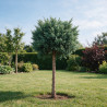 Genévrier écailleux Blue Star - Juniperus squamata Blue Star Hauteur de tige 60cm Pot 11L