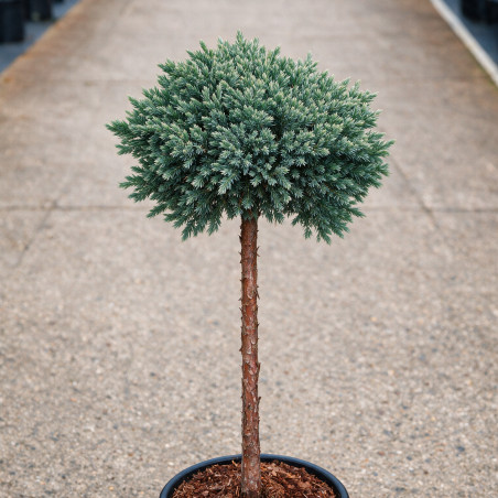 Genévrier écailleux Blue Star - Juniperus squamata Blue Star Hauteur de tige 60cm Pot 11L