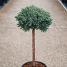Genévrier écailleux Blue Star - Juniperus squamata Blue Star Hauteur de tige 60cm Pot 11L