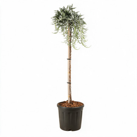 Genévrier commun Sibirica - Juniperus communis Sibirica Hauteur de tige 80cm Pot 11L