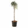 Genévrier commun Sibirica - Juniperus communis Sibirica Hauteur de tige 80cm Pot 11L