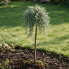 Genévrier commun Sibirica - Juniperus communis Sibirica Hauteur de tige 80cm Pot 11L