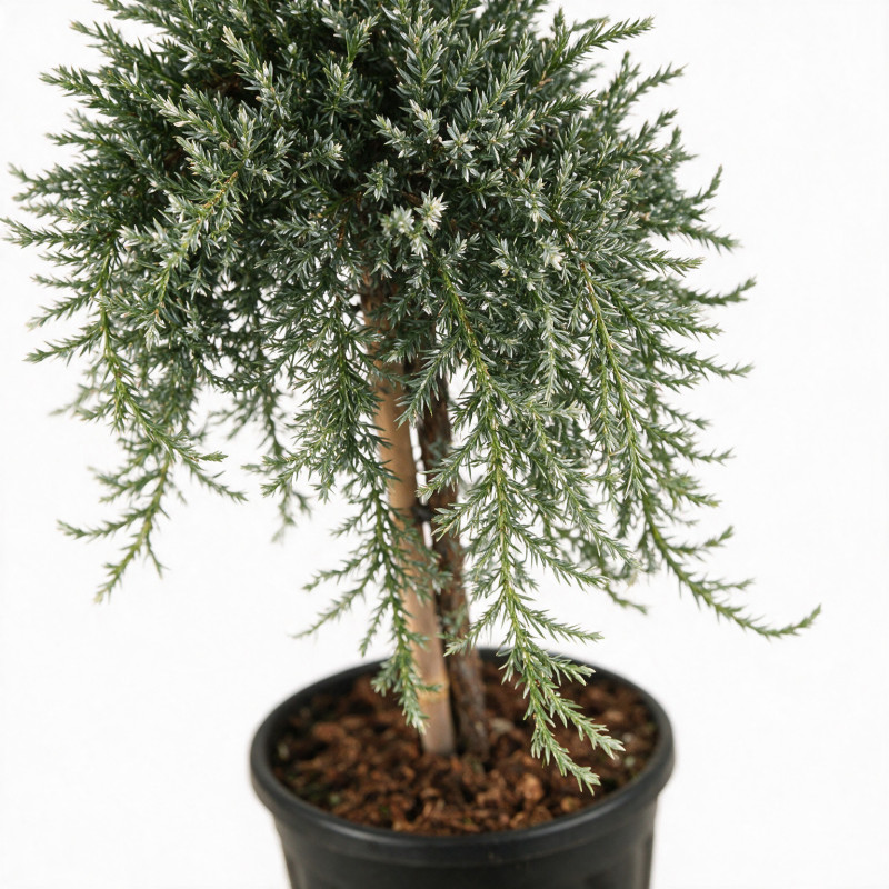 Genévrier commun Sibirica - Juniperus communis Sibirica Hauteur de tige 80cm Pot 11L
