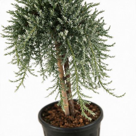 Genévrier commun Sibirica - Juniperus communis Sibirica Hauteur de tige 80cm Pot 11L
