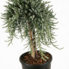 Genévrier commun Sibirica - Juniperus communis Sibirica Hauteur de tige 80cm Pot 11L