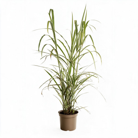 Roseau de Chine ‘Cosmopolitan’ - Miscanthus sinensis ‘Cosmopolitan’ pot 7,5L
