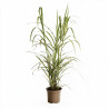 Roseau de Chine ‘Cosmopolitan’ - Miscanthus sinensis ‘Cosmopolitan’ pot 7,5L