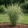 Roseau de Chine ‘Cosmopolitan’ - Miscanthus sinensis ‘Cosmopolitan’ pot 7,5L