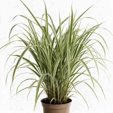 Roseau de Chine ‘Cosmopolitan’ - Miscanthus sinensis ‘Cosmopolitan’ pot 7,5L