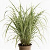 Roseau de Chine ‘Cosmopolitan’ - Miscanthus sinensis ‘Cosmopolitan’ pot 7,5L
