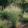 Panic érigé ‘Heavy Metal’ - Panicum virgatum ‘Heavy Metal’ pot 3L