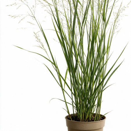 Panic érigé ‘Heavy Metal’ - Panicum virgatum ‘Heavy Metal’ pot 3L